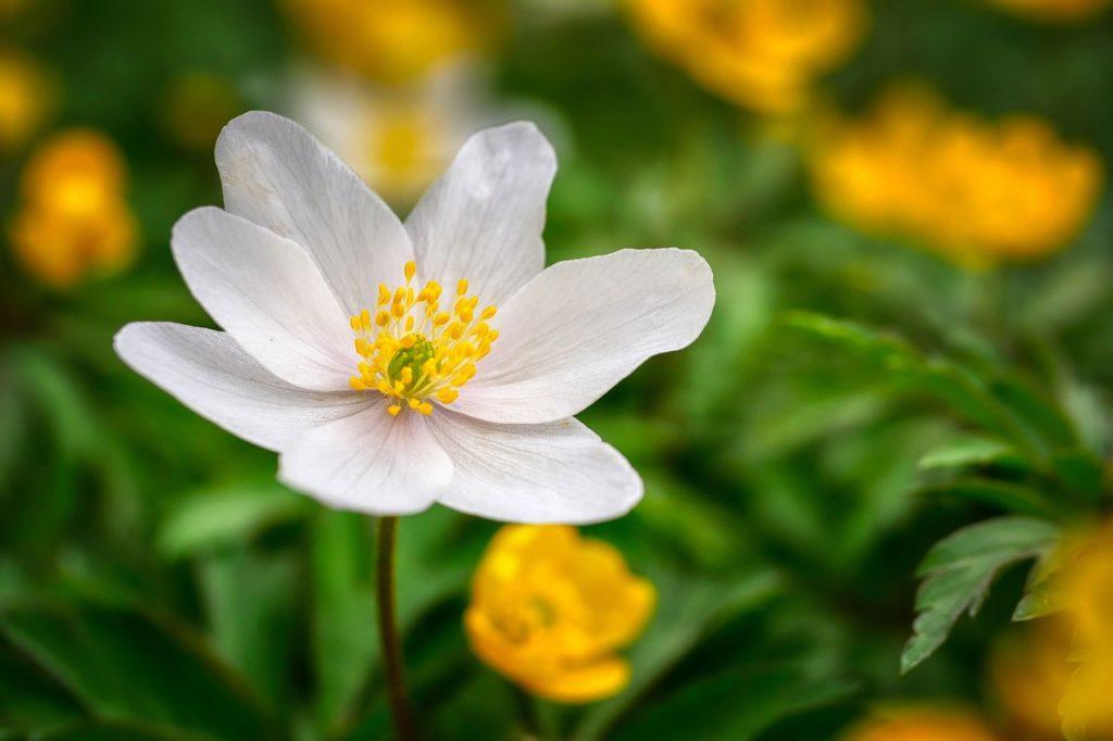 flower, wood anemone, white flower-6173483.jpg